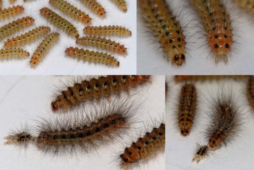 Réf. 182 953 : Spilosoma lubricipeda